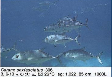 Caranx sexfasciatus